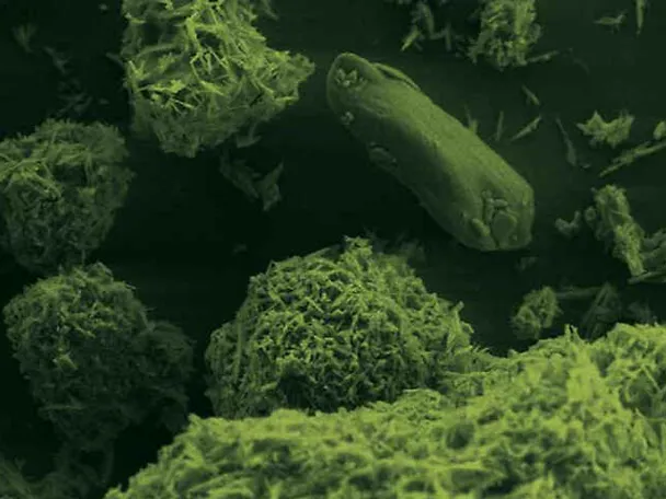 Mikroskopische AUfnahme BC.MAGXX