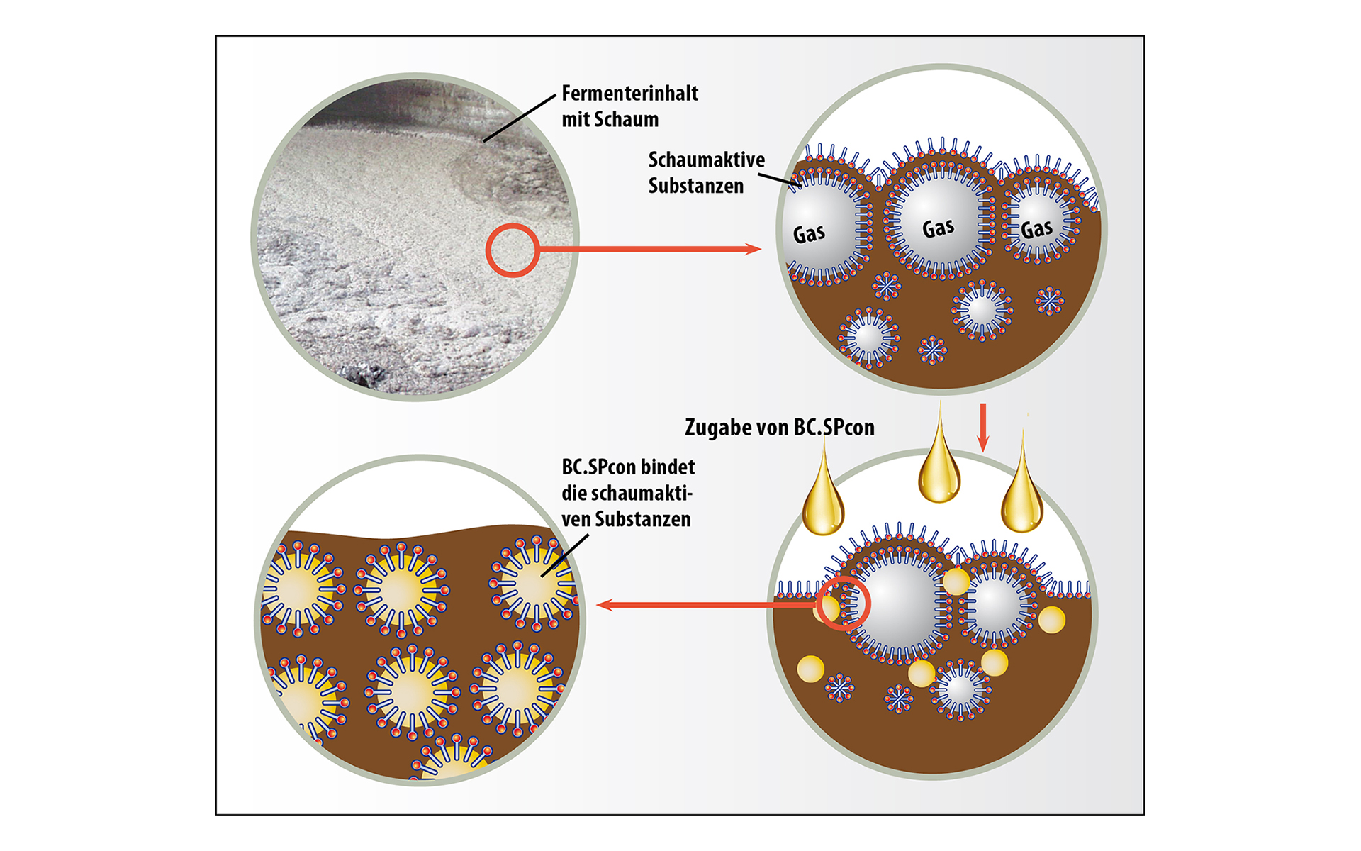 Wirkung von BC.SPcon