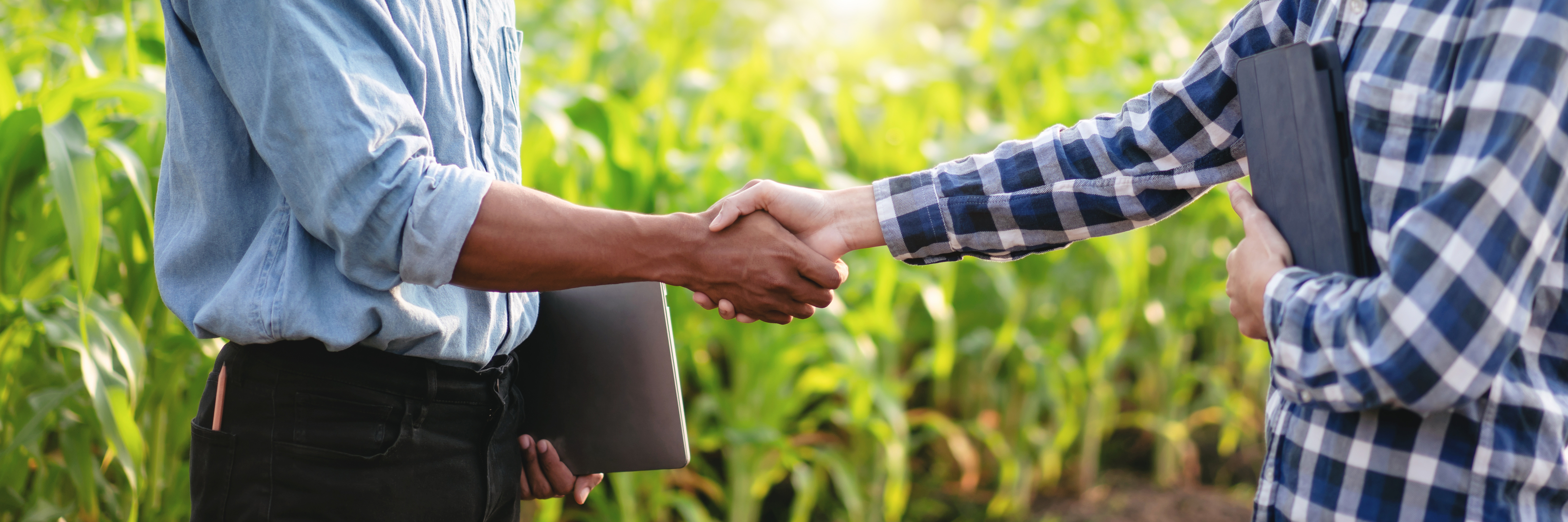 Handschlag von zwei Personen im Maisfeld Handschlag von zwei Personen im Maisfeld
