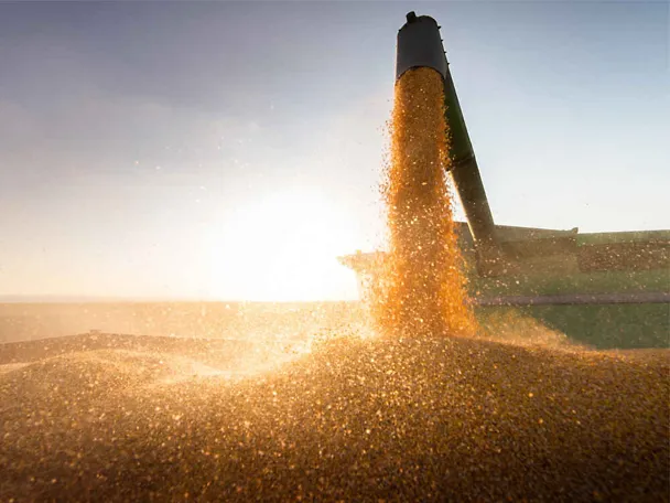 Nahaufnahme Getreideernte auf Anhänger