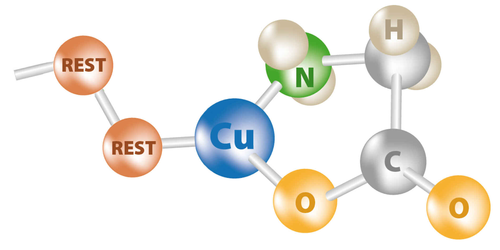 Schematische Moleküldarstellung von Cu-Glyzinat