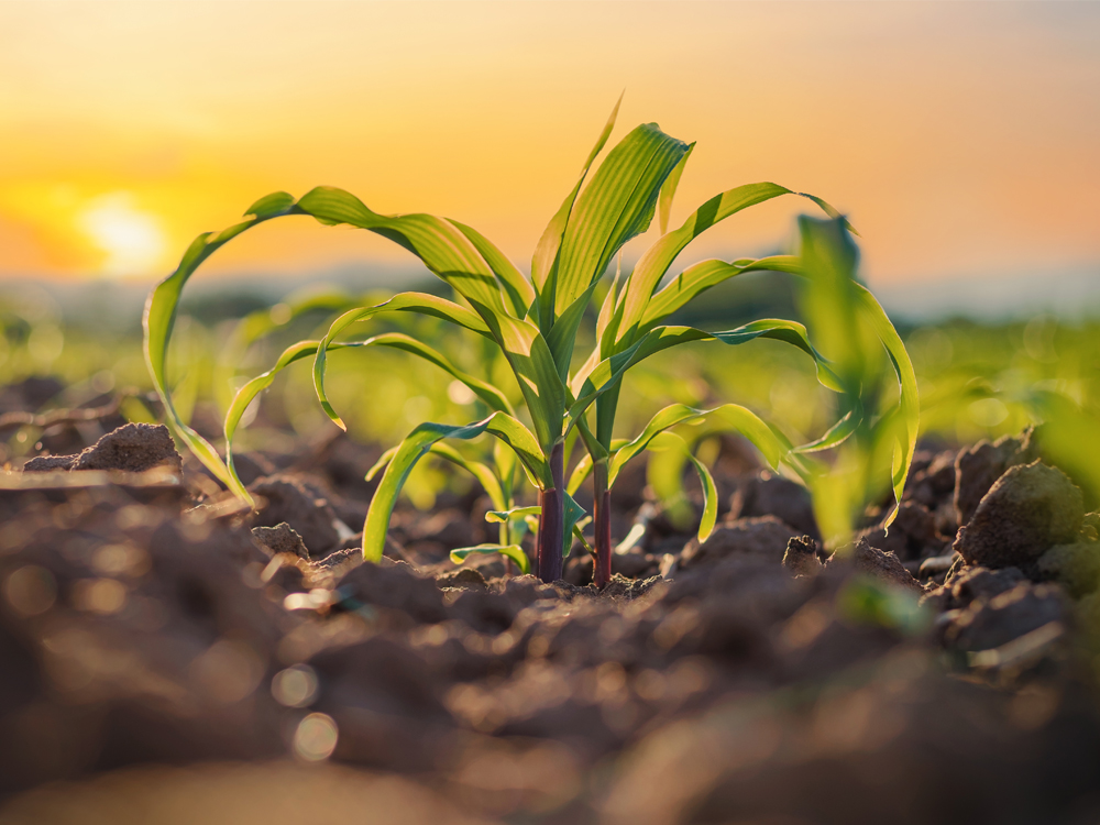 Junge Maispflanze auf dem Acker bei Sonnenlicht