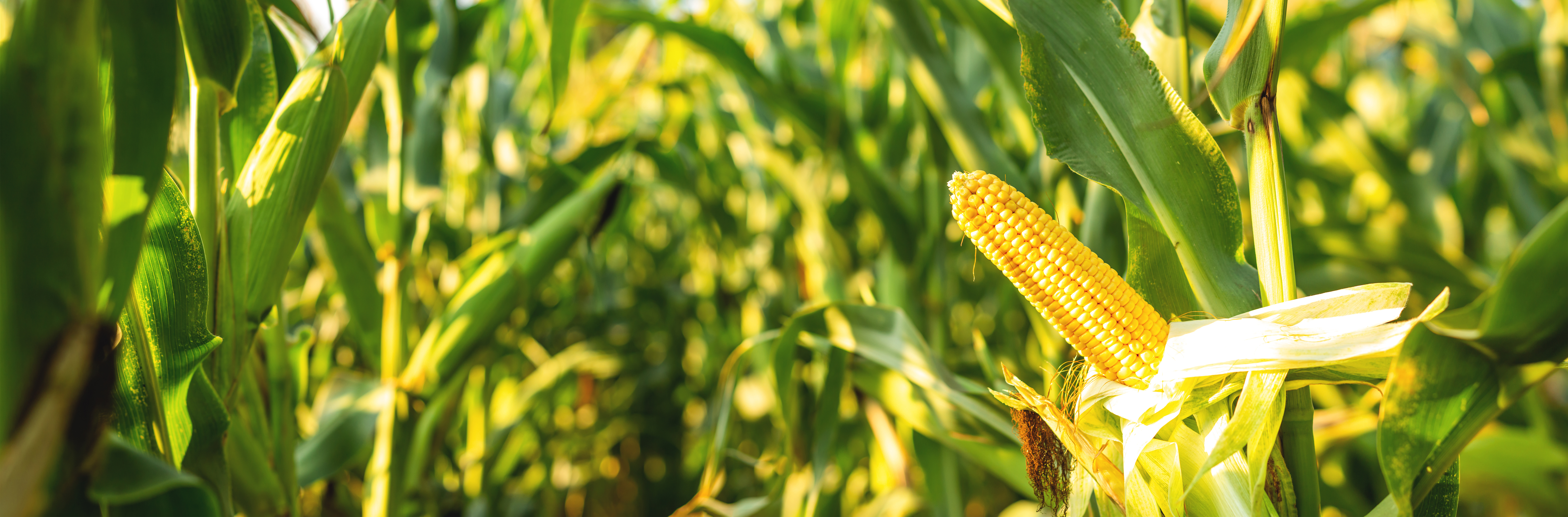Nahufnahmen eines Maiskolben im Feld Nahufnahmen eines Maiskolben im Feld