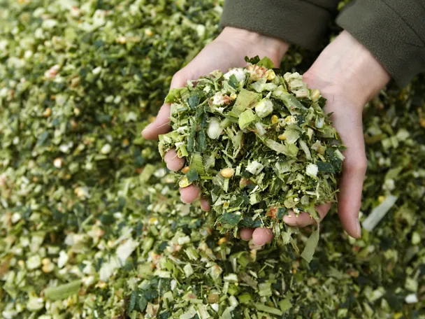 Silage in einer Hand