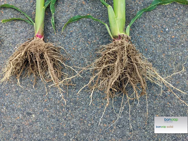 Vergleich von Maiswurzeln: Ohne Behandlung vs. boncrop solid Vergleich von Maiswurzeln: Ohne Behandlung vs. boncrop solid